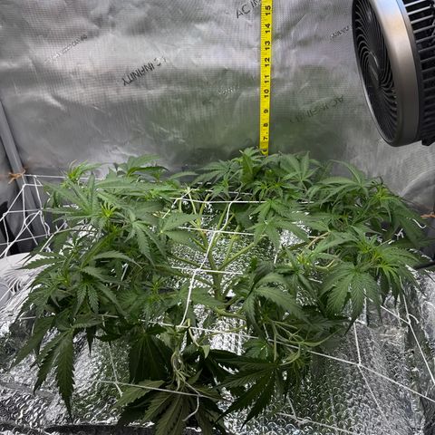 Walter White growlog timeline photo