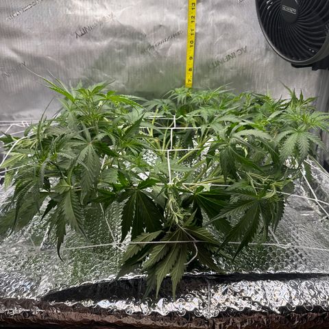 Walter White growlog timeline photo