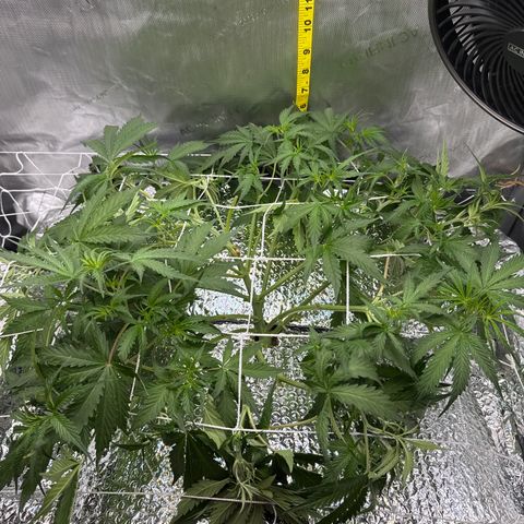 Walter White growlog timeline photo