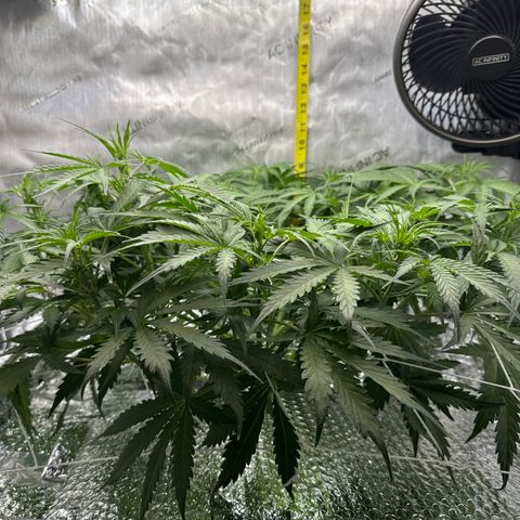 Walter White growlog timeline photo