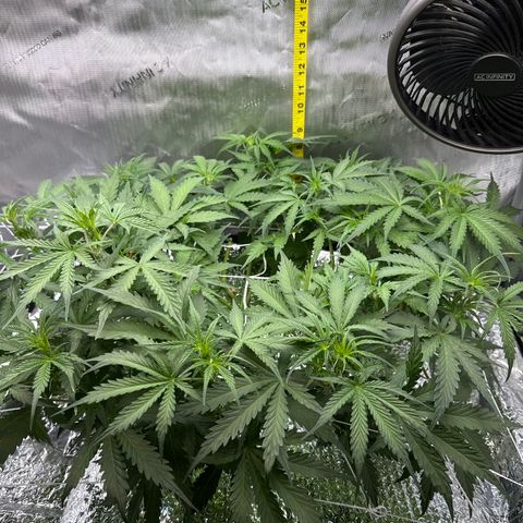 Walter White growlog timeline photo