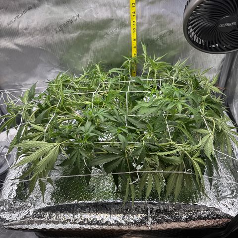 Walter White growlog timeline photo