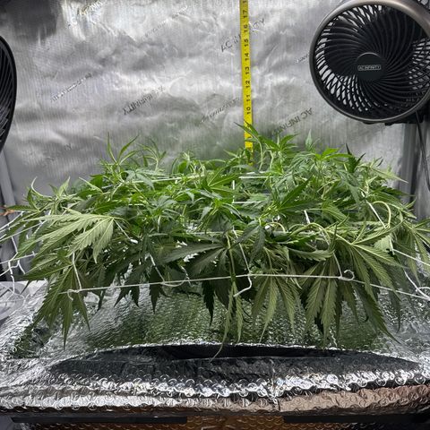 Walter White growlog timeline photo