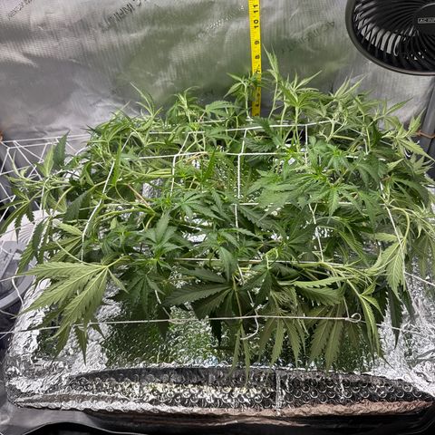 Walter White growlog timeline photo