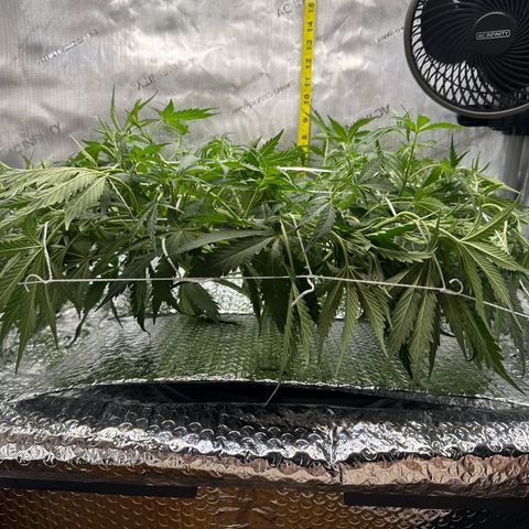 Walter White growlog timeline photo