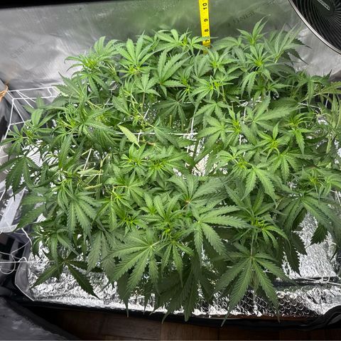 Walter White growlog timeline photo