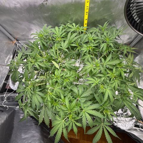 Walter White growlog timeline photo