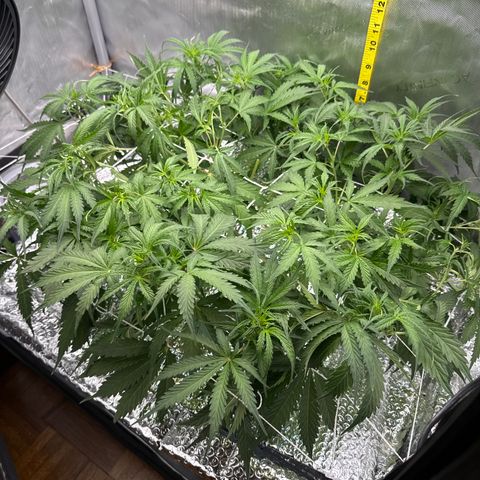 Walter White growlog timeline photo