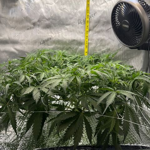 Walter White growlog timeline photo