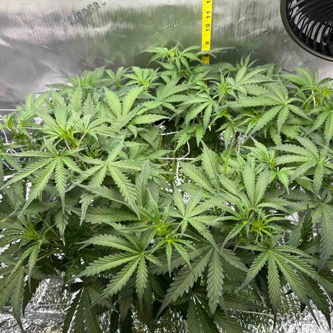 Walter White growlog timeline photo