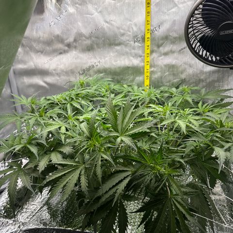 Walter White growlog timeline photo