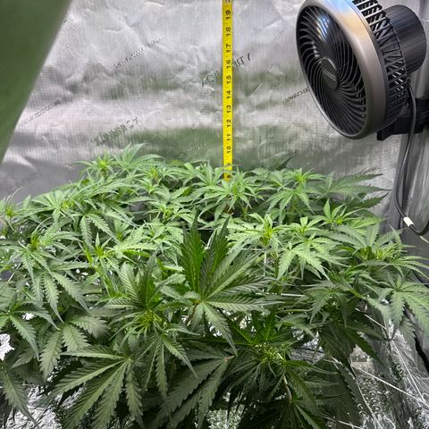 Walter White growlog timeline photo