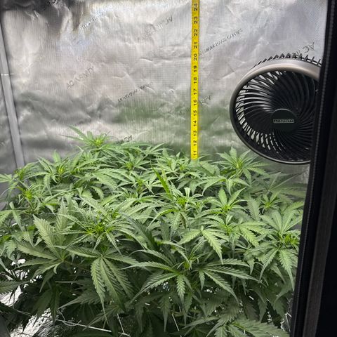 Walter White growlog timeline photo