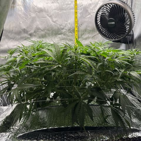 Walter White growlog timeline photo
