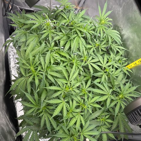 Walter White growlog timeline photo