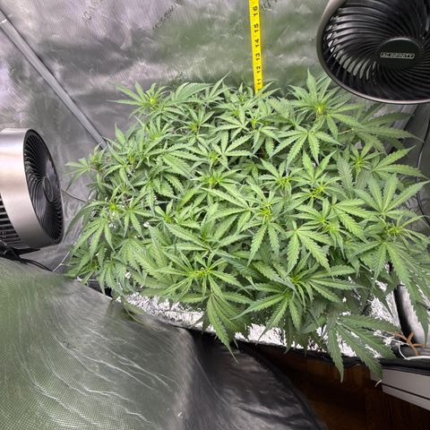 Walter White growlog timeline photo