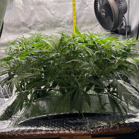 Walter White growlog timeline photo