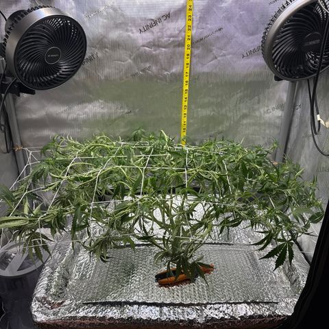 Walter White growlog timeline photo