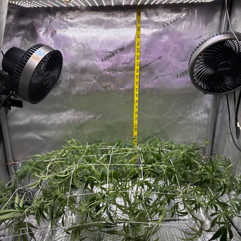 Walter White growlog timeline photo