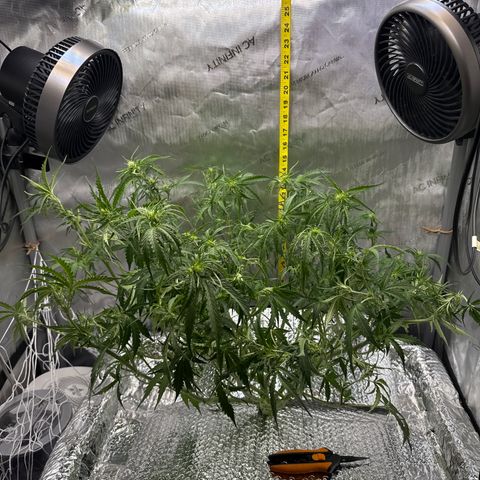 Walter White growlog timeline photo