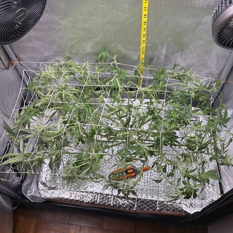 Walter White growlog timeline photo
