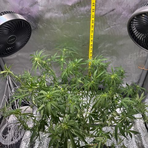 Walter White growlog timeline photo