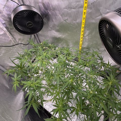Walter White growlog timeline photo