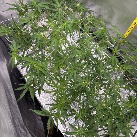 Walter White growlog timeline photo