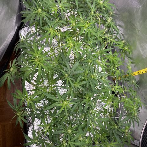 Walter White growlog timeline photo