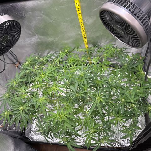 Walter White growlog timeline photo