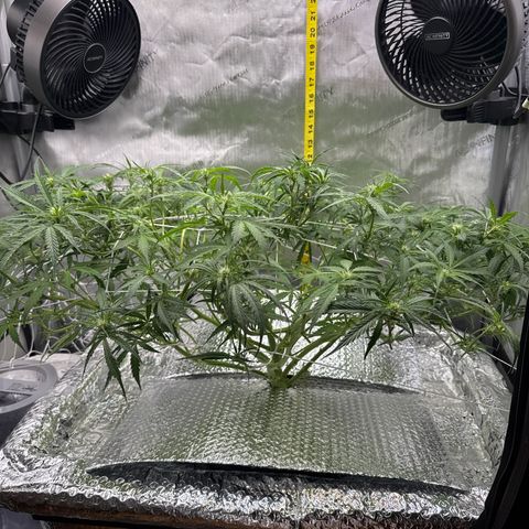 Walter White growlog timeline photo