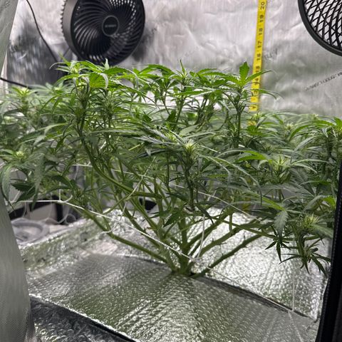 Walter White growlog timeline photo