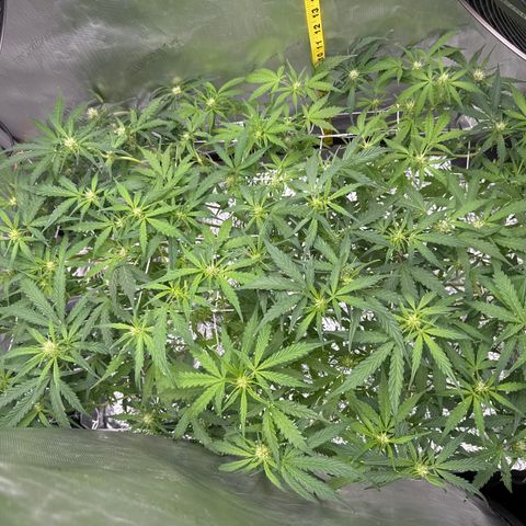 Walter White growlog timeline photo