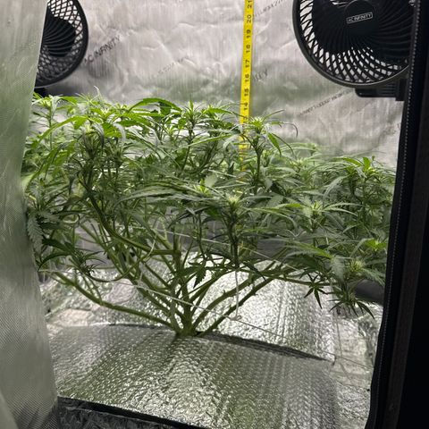 Walter White growlog timeline photo