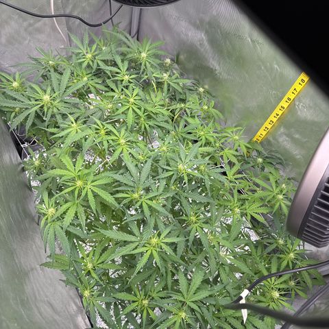 Walter White growlog timeline photo