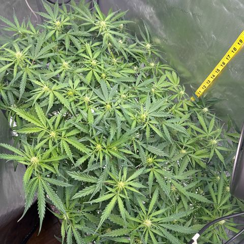 Walter White growlog timeline photo