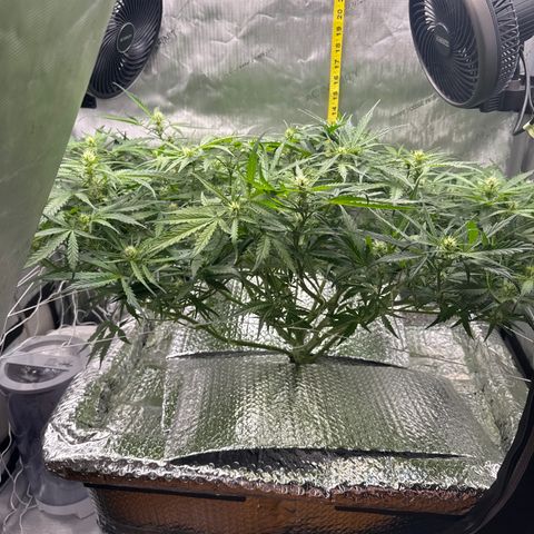 Walter White growlog timeline photo