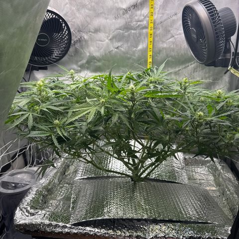 Walter White growlog timeline photo