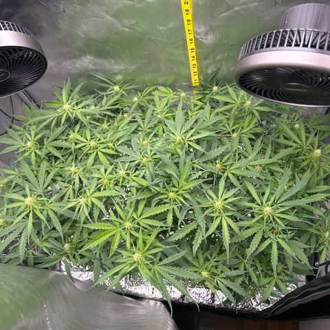 Walter White growlog timeline photo