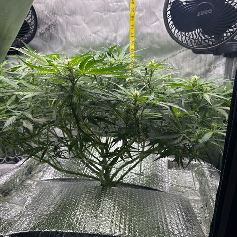 Walter White growlog timeline photo