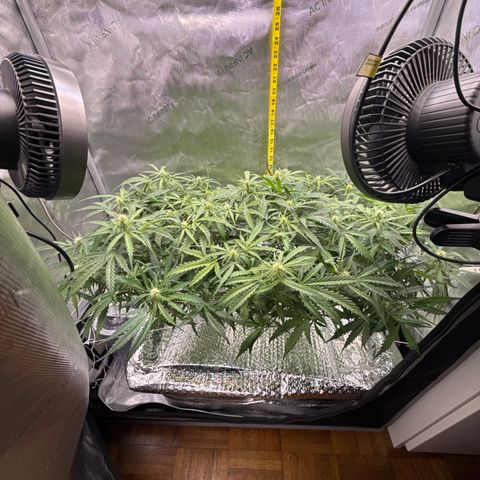 Walter White growlog timeline photo
