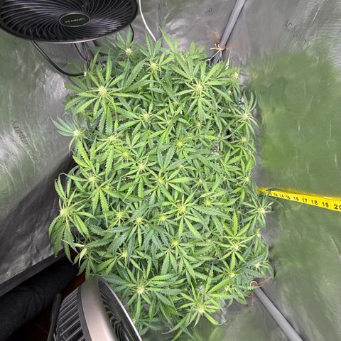 Walter White growlog timeline photo