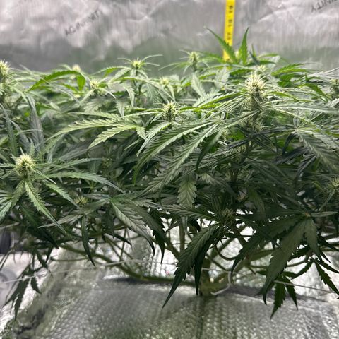 Walter White growlog timeline photo