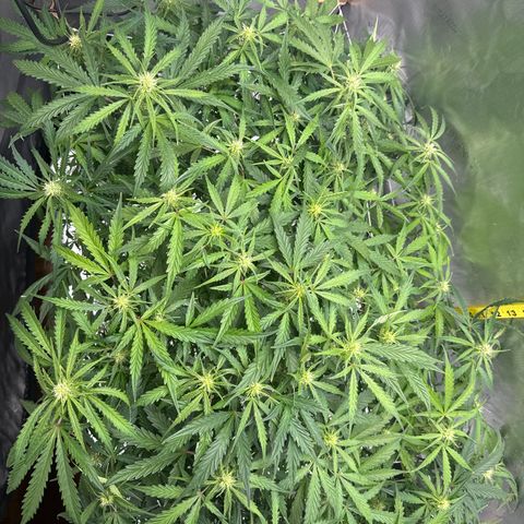 Walter White growlog timeline photo