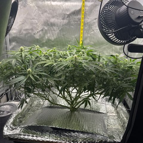 Walter White growlog timeline photo