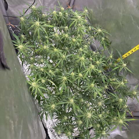 Walter White growlog timeline photo
