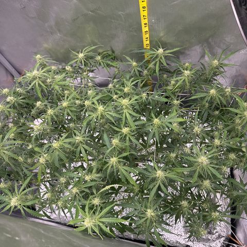 Walter White growlog timeline photo