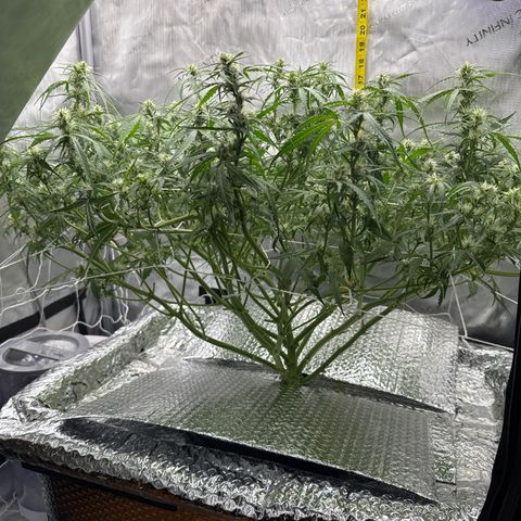 Walter White growlog timeline photo