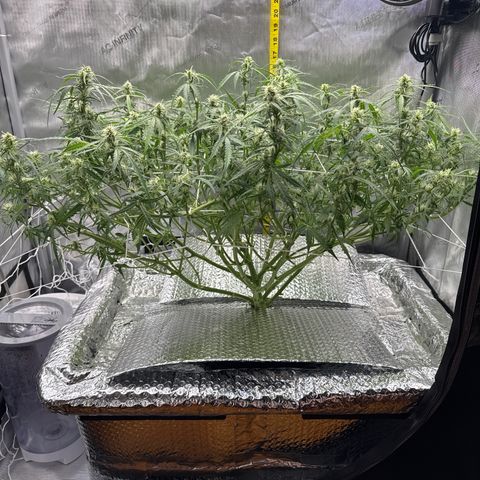 Walter White growlog timeline photo