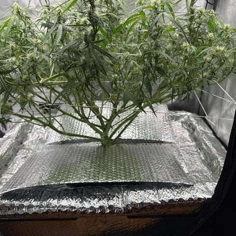 Walter White growlog timeline photo